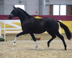 dressage horse Master Piece (German Sport Horse, 2017, from Morricone)