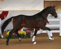 stallion Lennox 446 (German Sport Horse, 2017, from L'espoir)