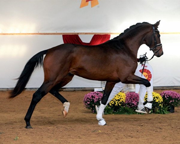 stallion Falsterbo (Württemberger, 2017, from Fuerst William Old)