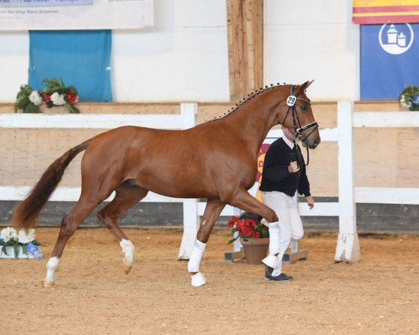 stallion Douglas (German Sport Horse, 2017, from Duvalier 21)