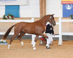 stallion D‘cinzano (German Sport Horse, 2017, from Duvalier 21)