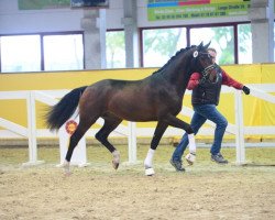 stallion Benidorm S (Hanoverian, 2017, from Borsalino)