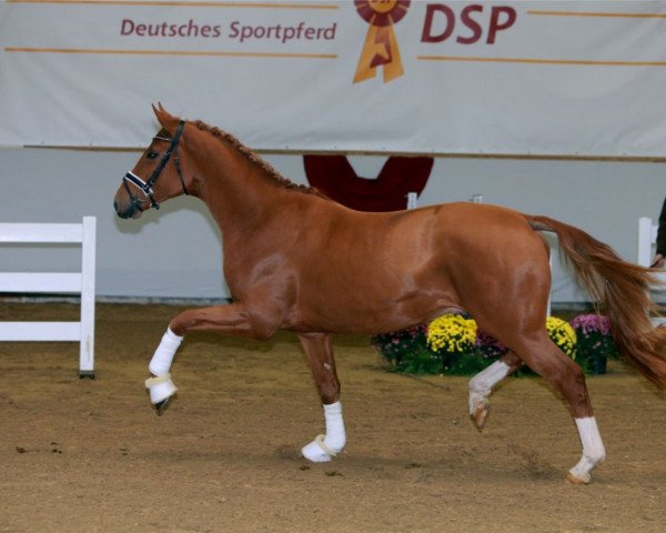 Deckhengst Bonito MZ (Deutsches Sportpferd, 2017, von Baccardi)