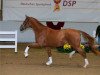 stallion Bonito MZ (German Sport Horse, 2017, from Baccardi)