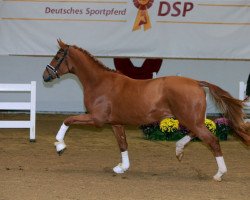 stallion Bonito MZ (German Sport Horse, 2017, from Baccardi)