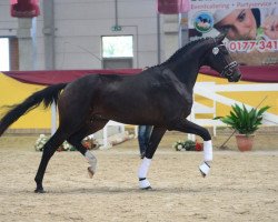 dressage horse Immendorff (German Sport Horse, 2017, from Asgard's Ibiza)