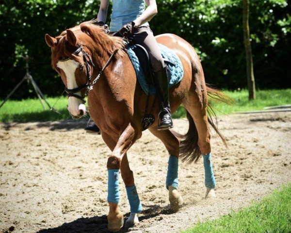 dressage horse Belle Finesse BE (Westphalian, 2012, from Belissimo NRW)