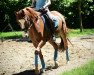 dressage horse Belle Finesse BE (Westphalian, 2012, from Belissimo NRW)