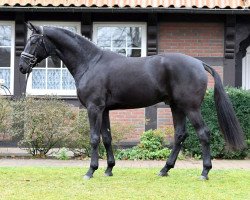 dressage horse Davos 78 (German Sport Horse, 2017, from De Kooning)