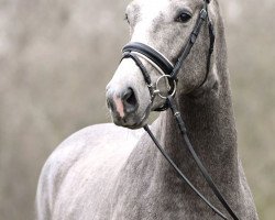 stallion Mc Arthur (Holsteiner, 2017, from Livello)