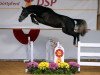 Deckhengst Highland White (Deutsches Sportpferd, 2017, von Hickstead White)