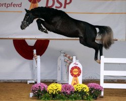 Deckhengst Highland White (Deutsches Sportpferd, 2017, von Hickstead White)