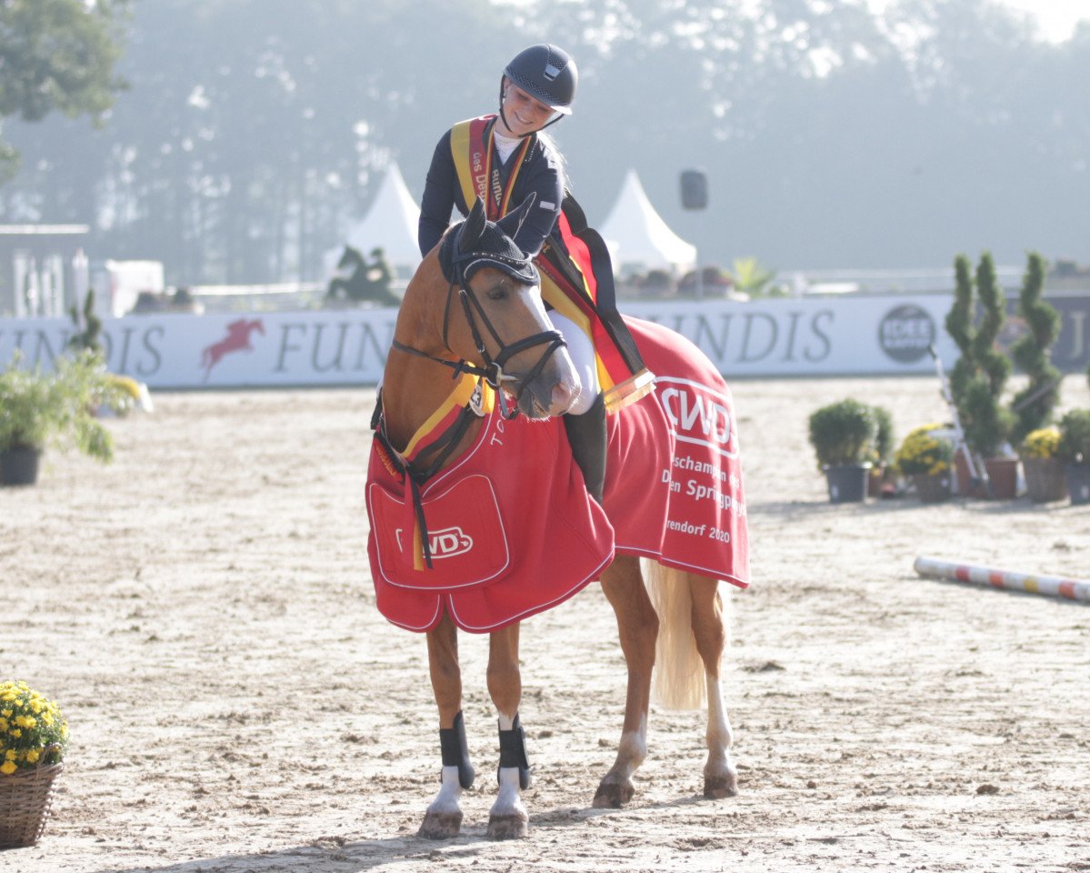 stallion Little Star 28 (German Riding Pony, 2015, from A new Star)
