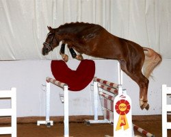 stallion Especially vd Schrale Hamme Z (Zangersheide riding horse, 2017, from Elvis Ter Putte)