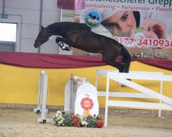 stallion Chac Blue (Oldenburg show jumper, 2017, from Chacoon Blue)