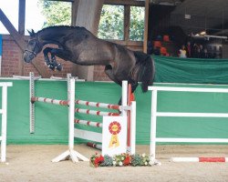 stallion Hengst von Askari / Kolibri (Oldenburg show jumper, 2017, from Askari)