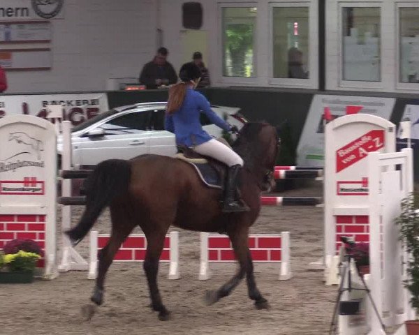 Reitturnier Salzkotten 2015