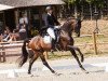 dressage horse Boulevard de la croisette OLD (Oldenburg, 2010, from Belissimo NRW)