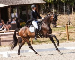 dressage horse Boulevard de la croisette OLD (Oldenburger, 2010, from Belissimo NRW)