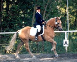 Pferd Bartl (Haflinger, 1994, von 1161 Basalt)