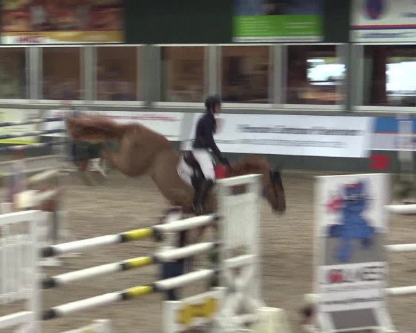 Reitturnier Salzkotten 2015