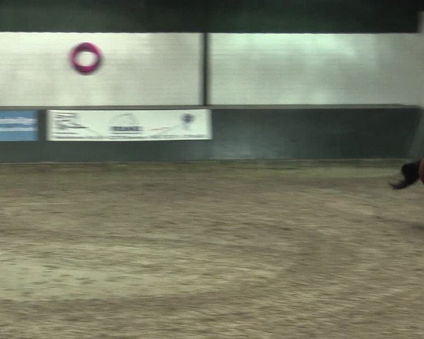Reitturnier Salzkotten 2015