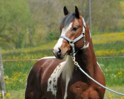 Pferd Cats Candy Cone (Quarter Pony, 2010, von Cats Carmin Fox)