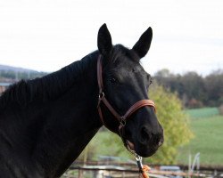 dressage horse Let's Dance P (Rhinelander, 2011, from Lord Loxley I)