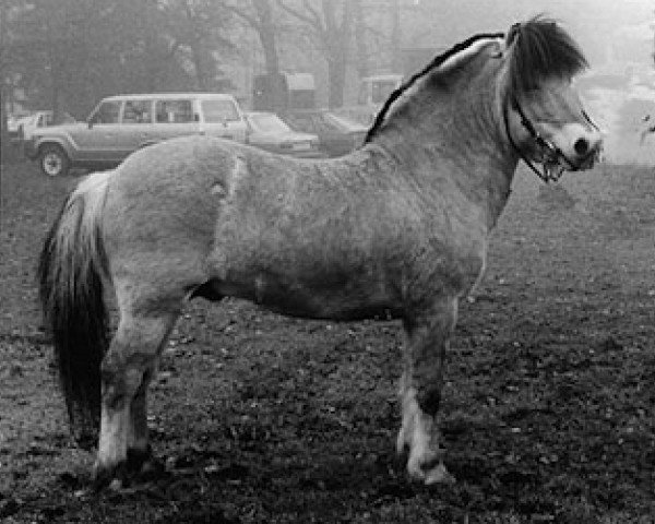 stallion Zidar (Fjord Horse, 1979, from Kastor H-K106)