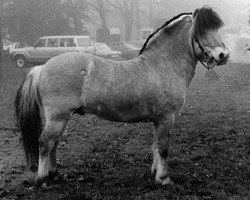 stallion Zidar (Fjord Horse, 1979, from Kastor H-K106)