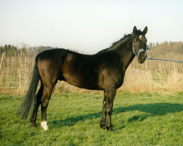 Pferd Niagara (Württemberger, 1993, von Wallenstein)