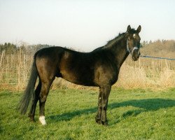 horse Niagara (Württemberger, 1993, from Wallenstein)