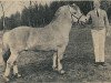 stallion Jens I-12 (Fjord Horse, 1959, from Hobro Arve)