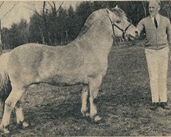 stallion Jens I-12 (Fjord Horse, 1959, from Hobro Arve)