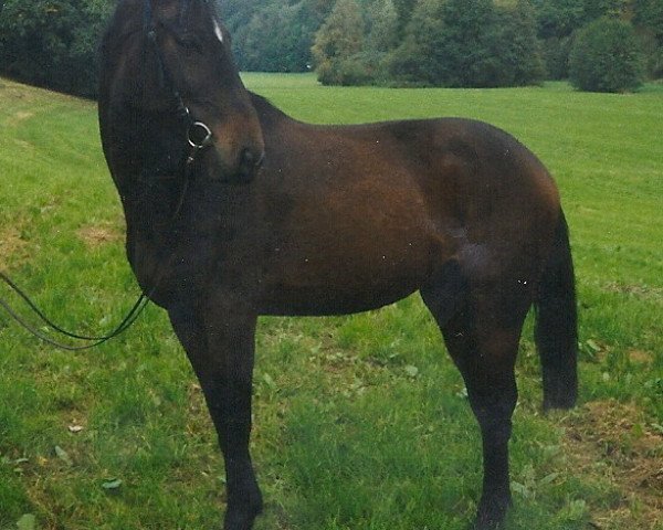 Springpferd Rionegro (Deutsches Reitpferd, 1996, von Ruehmann)