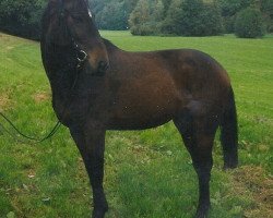 Springpferd Rionegro (Deutsches Reitpferd, 1996, von Ruehmann)