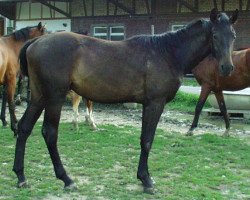 jumper Rasputin (German Warmblood, 2002, from Ruehmann)