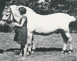 Deckhengst Jarl Bøjholm (Fjordpferd, 1947, von Vendelbo Jarl FJH 67)