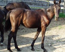 dressage horse Romina R (Württemberger, 2001, from Rubicell)