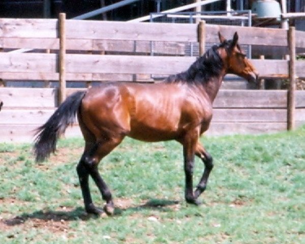 Pferd Lara (Württemberger, 1997, von Lanthano)