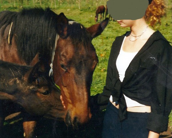 broodmare Pergula (Württemberger, 1990, from Pageno xx)