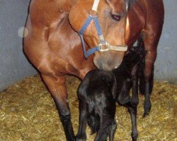 broodmare Lanthina (Württemberger, 1994, from Lanthano)