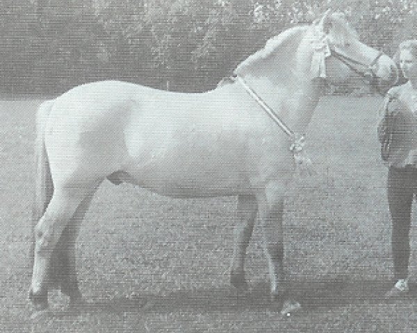 horse Idsert (Fjord Horse, 1988, from Sebastian)