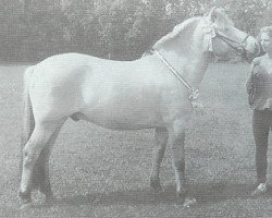 Pferd Idsert (Fjordpferd, 1988, von Sebastian)