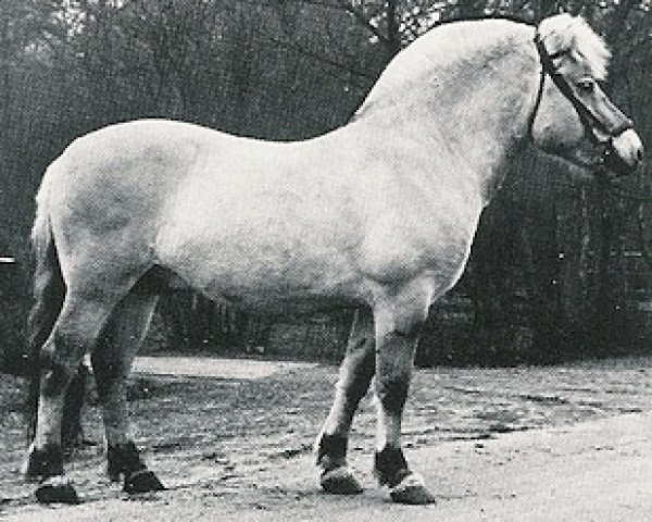 Deckhengst Holunder (Fjordpferd, 1974, von Heino F 78)