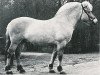 stallion Holunder (Fjord Horse, 1974, from Heino F 78)