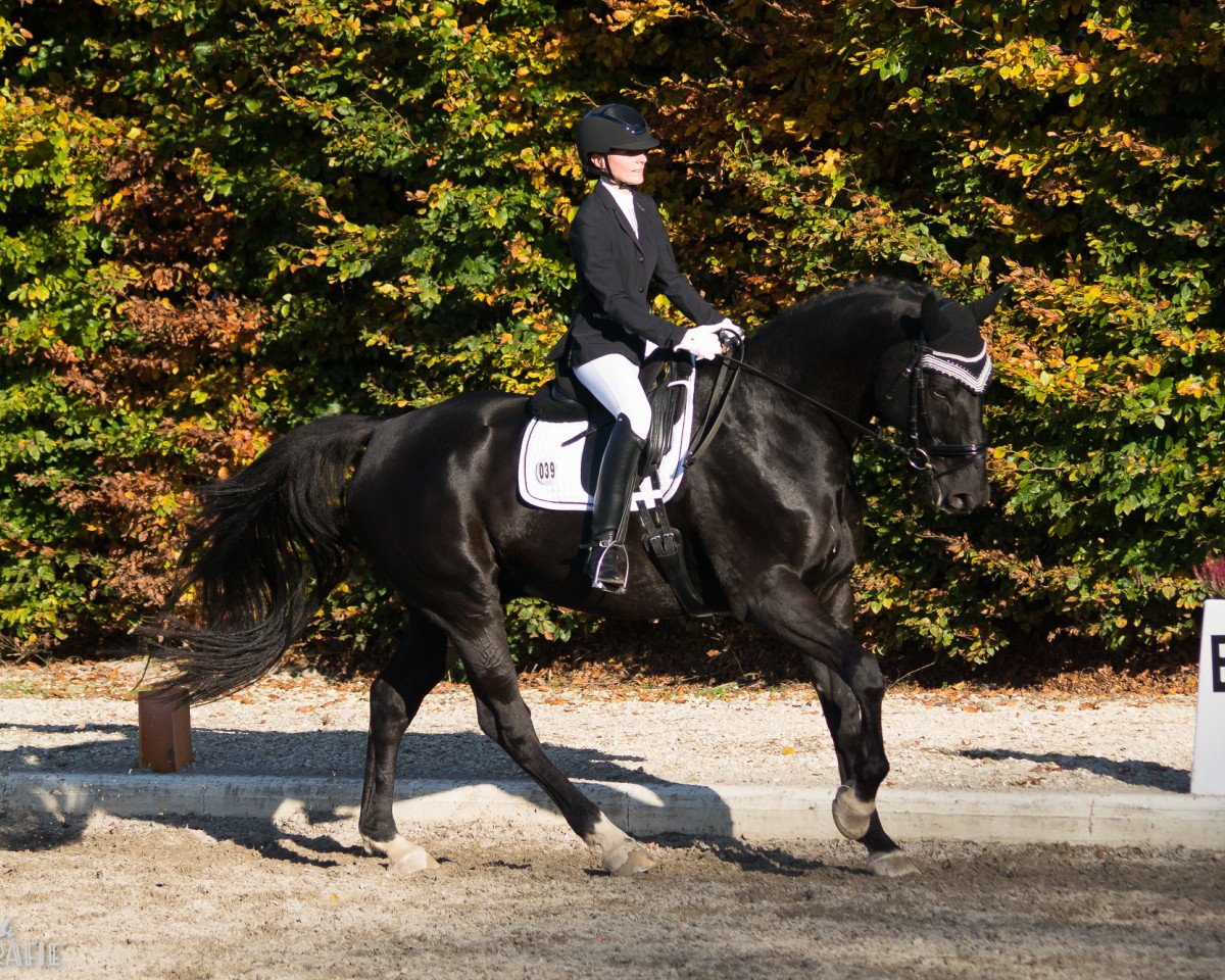 dressage horse Dark Magic 12 (Württemberger, 2005, from Denaro)