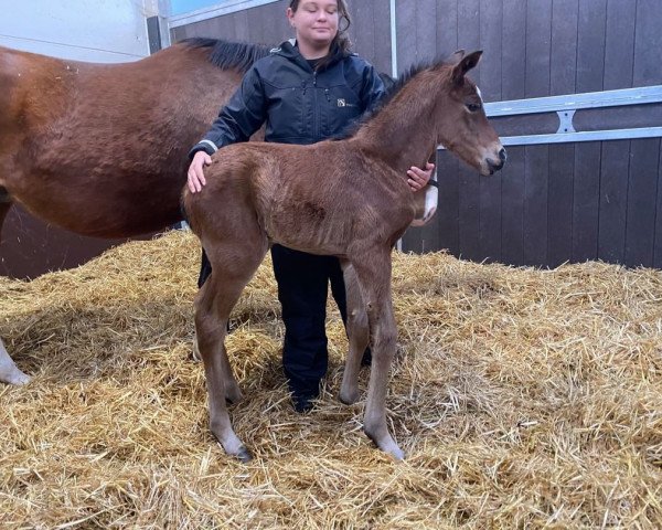 horse Hengts von Roaring Lion xx (Thoroughbred, 2020, from Roaring Lion xx)