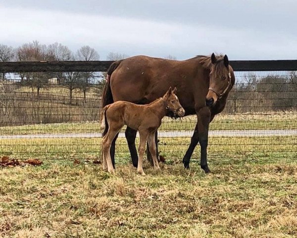 horse Hengst von American Pharoah xx (Thoroughbred, 2020, from American Pharoah xx)