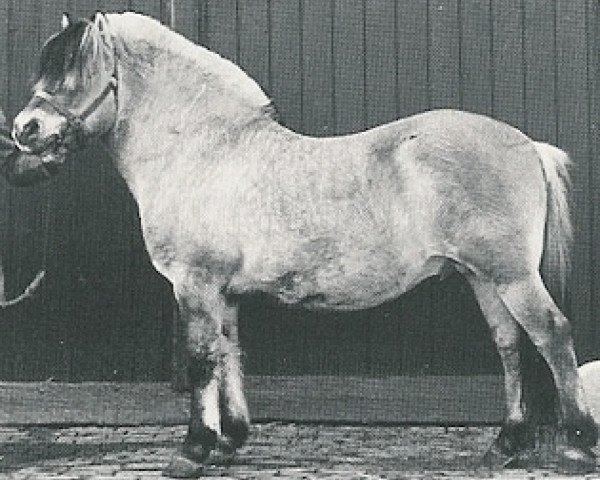 stallion Hjerter Knægt I-27 NLD (Fjord Horse, 1965, from Flick FJH 467)
